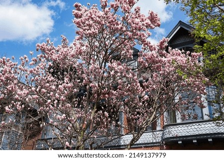 Spring scene with magnolia trees in bloom