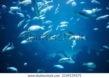Many fishes on blue water with silhouette of people taking photos