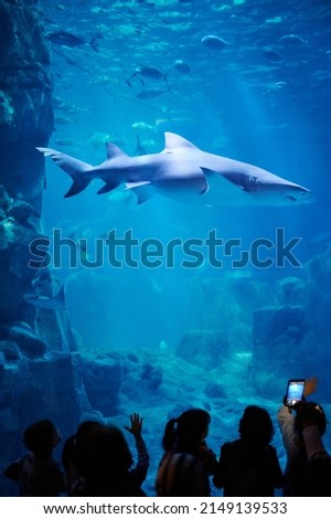 People seeing shark in aquarium. Take photos of fishes in zoo