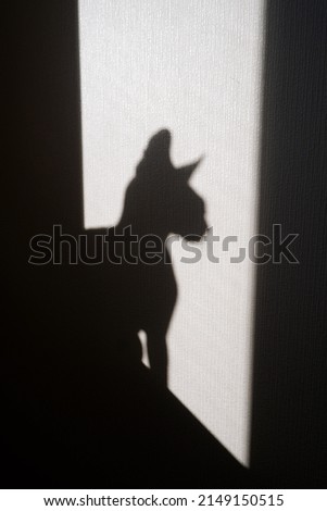 The background of the wall with the shadow of a cat with huge ears of the sphinx breed sitting on the windowsill.Vertical photo