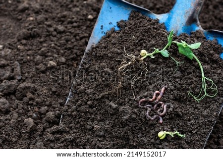 Earthworms and green pea sprout in soil on blue color shovel in agricultural field background, earthworms in dirt, sustainable agriculture and gardening concept with earthworms Royalty-Free Stock Photo #2149152017