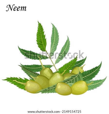 Azadirachta indica (Neem) green fruits, vector illustration. Royalty-Free Stock Photo #2149154725