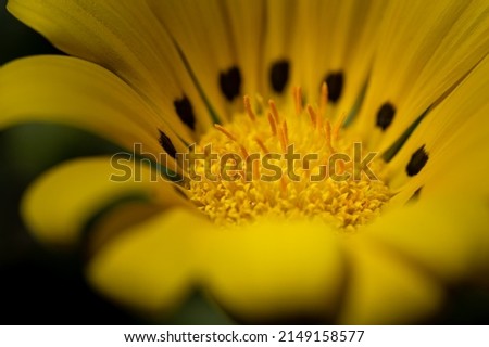 colorful flower macro with blurred background in a garden in spring