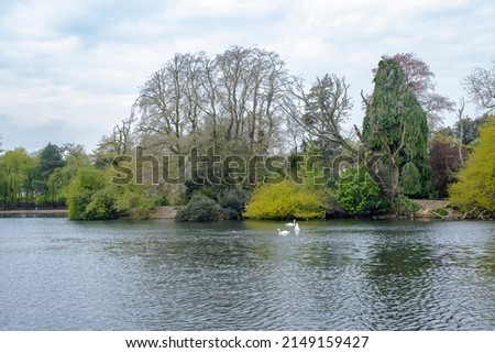 Swans swim near an island int= the middle of the lake in Roath Park, Cardiff, South Wales