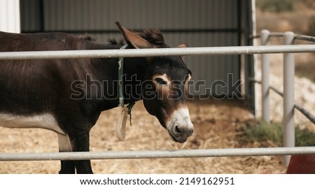 Picture of a funny donkey in the aviary. animal care