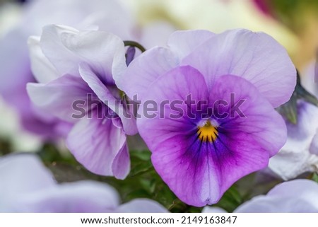 The beautiful flowering of pansy