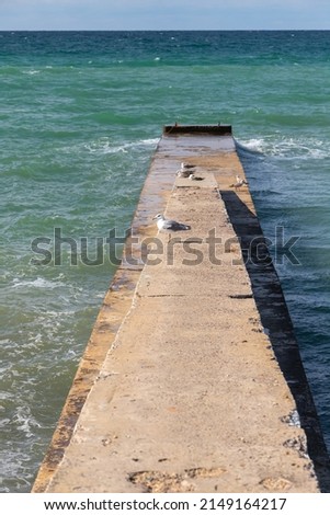 Seagulls are on an old breakwater, summer landscape. Vertical photo taken at the Black Sea coast on a sunny summer day, Crimea