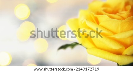 Mothers Day card with single yellow rose and copy space