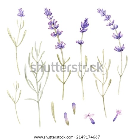 Watercolor purple lavender flower clip art Provence floral arrangement. Vintage garden. Botanical clipart. Hand painted illustration. Isolated.
