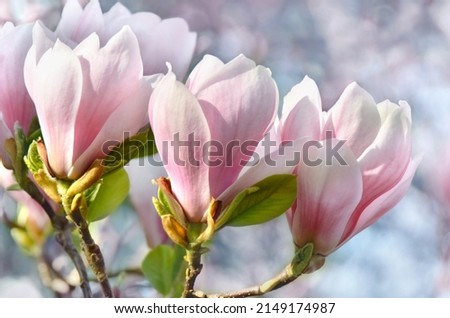 Beautiful close up pink magnolia flowers