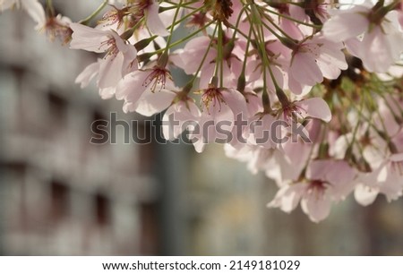 Cherry branch with pink flowers in front of condo building in Redmond Town Center, Washington Royalty-Free Stock Photo #2149181029