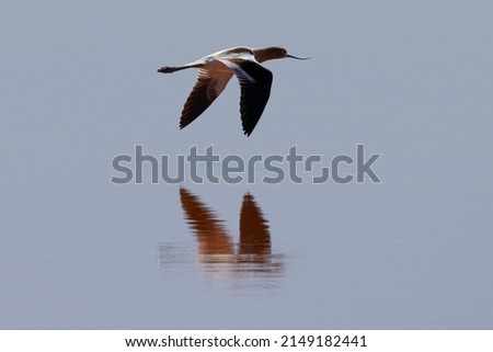 American avocet flying over water with reflections, seen in the wild in a North California marsh 