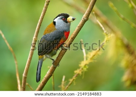 Toucan Barbet - Semnornis ramphastinus bird native to Ecuador and Colombia, Semnornithidae, closely related to the toucans, robust yellow bill, black head with grey throat and nape, red breast belly.
