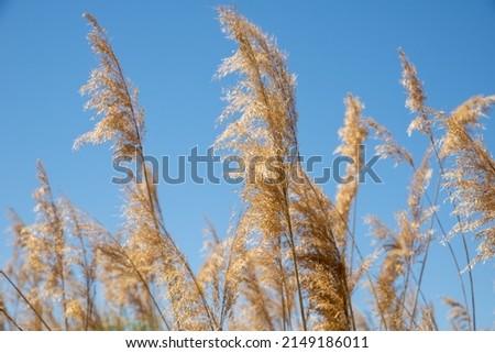 Reeds against the blue sky in a bright sunny day