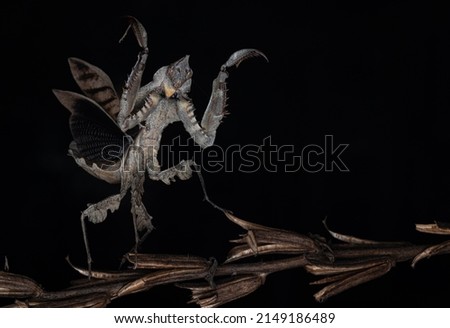 Parablepharis kuhlii, praying mantis, mantis