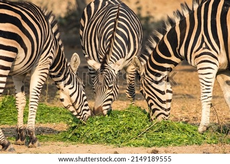 A group of zebras eating together