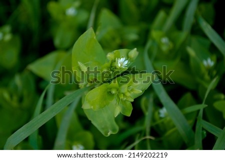 spring green grass with dew drops. Nature green grass texture above view, Grass background