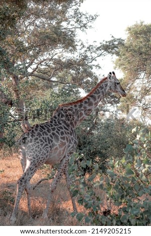 Giraffe at perfect orange light in south African 