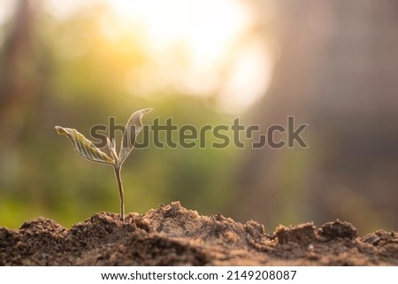 Dead plant and sun light,plant in the morning light on ground background,hope .Small plants on the ground in spring.raised bed gardening,death of growth,Photo refresh and Agriculture  concept idea.