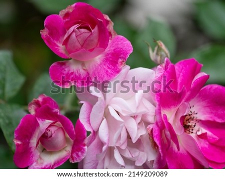 Beautiful Pink Rose in the garden