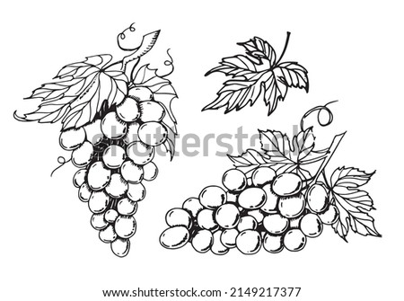 Bunch of Grape set. Hand drawn vector illustration with Vine Clusters and leaves. Vintage drawing in line art style Royalty-Free Stock Photo #2149217377