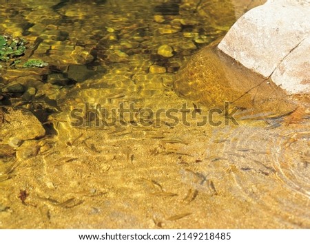 Summer view of minnow fish in fresh water of Sogeumgang Valley at Odaesan National Park near Gangneung-si, South Korea
