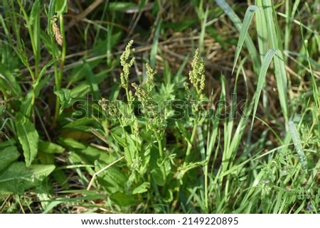 Sorrel flowers. Polygonaceae pernnial plants. The flowering season is from April to July. It is a wild vegetable and can be used for medicinal purposes. Royalty-Free Stock Photo #2149220895