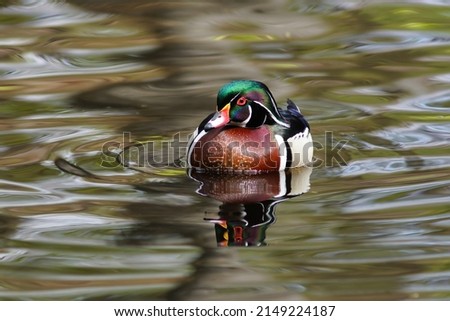 The wood duck or Carolina duck (Aix sponsa) is a species of perching duck