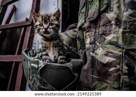 Small kitten peeks out from the military helmet of a Ukrainian soldier. Caring for animals abandoned in the war. War in Ukraine. Rescue of pets. Humanity and protection of animals. Pathetic cat at war Royalty-Free Stock Photo #2149225389