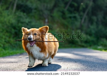 A corgi running and playing in the forest