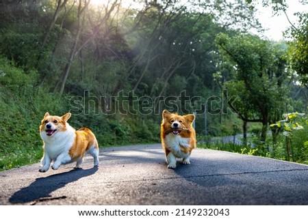 Two corgis running and playing in the forest