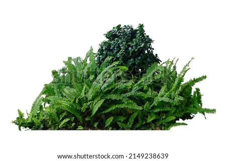 Tropical landscaping garden shrub with various types of plants, bush of foliage (Tuber sword fern, Ficus annulata Blume ) , isolated on white background with clipping path. Royalty-Free Stock Photo #2149238639