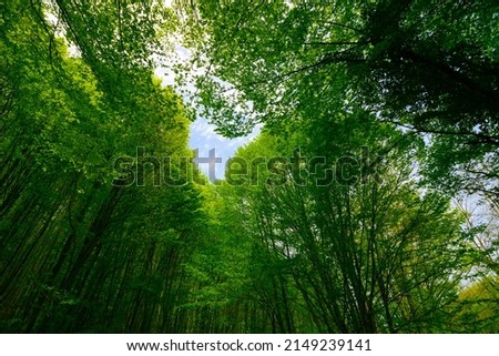 Carbon neutral or carbon net-zero concept background photo. Low angle view of lush forest. Royalty-Free Stock Photo #2149239141