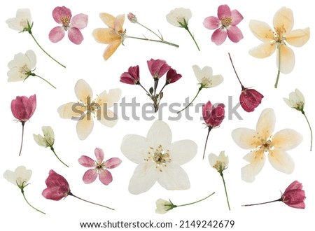 Pressed and dried delicate transparent flower apple tree, isolated on white background. For use in scrapbooking, pressed floristry or herbarium. Royalty-Free Stock Photo #2149242679