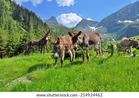 Donkeys on the high mountains