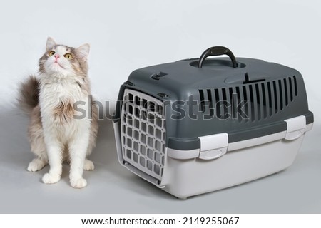The cat sits next to a pet carrier. Grey plastic cage for transporting pets. Royalty-Free Stock Photo #2149255067
