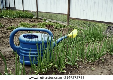 watering can for watering plants on green onion beds. High quality photo