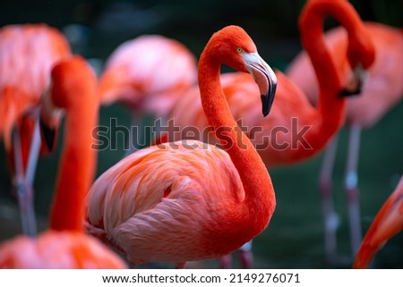 Beautiful flamingos walking in the water with green grasses background. American Flamingo walking in a pond. Royalty-Free Stock Photo #2149276071