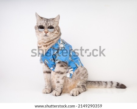 Handsome cat wear sunglasses and blue shirt sit on white floor ready for vacation summer holiday 