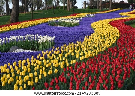  Super-cluster of rows of tulips of all hues and colors . These amazing summer blooms make for spectacular viewing, amongst the worlds greatest tulip collections. A true treat from nature.