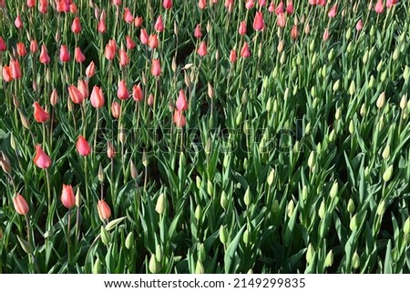 Super-cluster of rows of tulips of all hues and colors . These amazing summer blooms make for spectacular viewing, amongst the worlds greatest tulip collections. A true treat from nature.