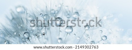 Macro nature. Beautiful dew drops on dandelion seed macro. Beautiful soft background. Water drops on parachutes dandelion. Copy space. soft focus on water droplets. circular shape, abstract background Royalty-Free Stock Photo #2149302763