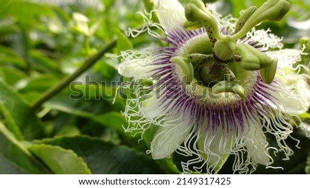 Closeup of Passiflora Edulis flower. This fruit is known for the sweet and sour taste. It is very rich with vitamin C.