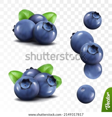 3D realistic blueberry set, two lying heaps of berries with leaves, falling bilberries Royalty-Free Stock Photo #2149317817