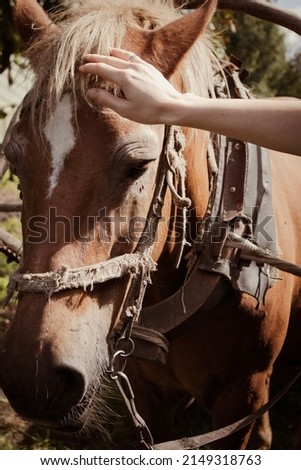 A woman caresses a brown horse harnessed into the bridle. 