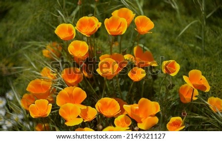 Flora of Gran Canaria -  Eschscholzia californica, the California poppy, introduced and invasive species natural macro floral background
