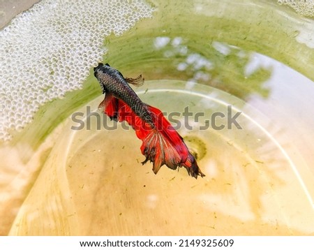 Black and Red coloured siamese fighter fish with eggs in bubble nest