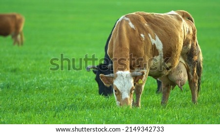 Cow in the field. Agricultural industry