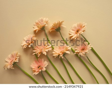 Layout of pink gerbera flower on beige background in a row. Minimalist floral concept. Pink daisy flowers bouquet. Valentines day romantic background. Pastel color aesthetic. Layout, card, copy space. Royalty-Free Stock Photo #2149347921