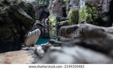 Beautiful penguin with a white breast stands on a rock near the water. Oceanarium in Lisbon Royalty-Free Stock Photo #2149350483